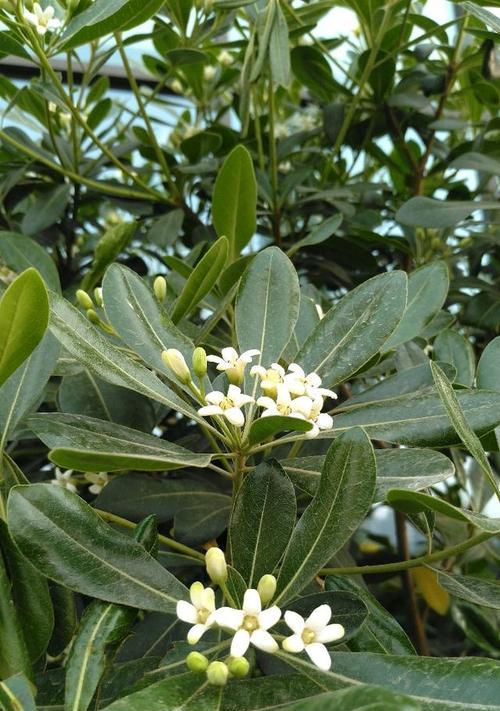 海桐花语（探索海桐花语的深层内涵与传承）