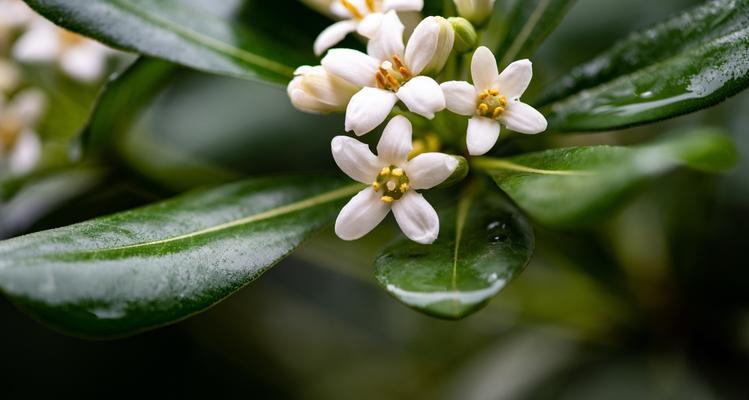 海桐花语（探索海桐花语的深层内涵与传承）