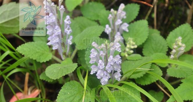 韩信草的花语（探寻韩信草花语的深层意义）