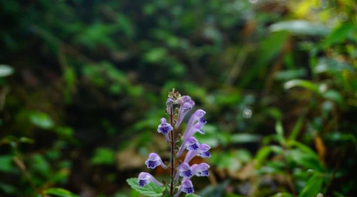 韩信草的花语（探寻韩信草花语的深层意义）