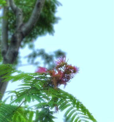 合欢花花语（探索合欢花的花语和传奇）