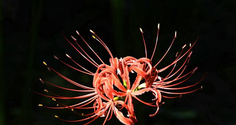 黑色彼岸花花语-浓郁的悲伤（诗情画意中的生命之美）