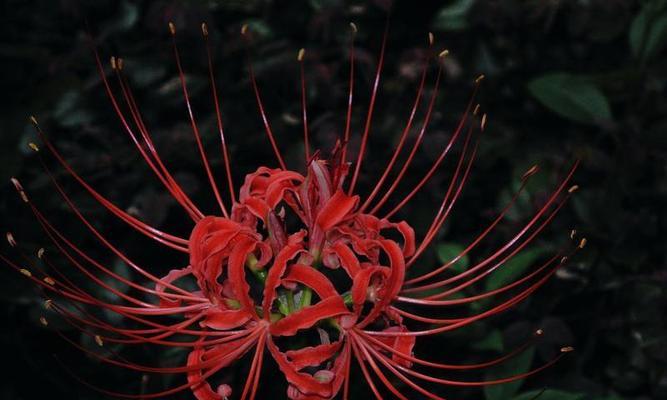 黑色彼岸花（揭开黑色彼岸花的花语与意义）