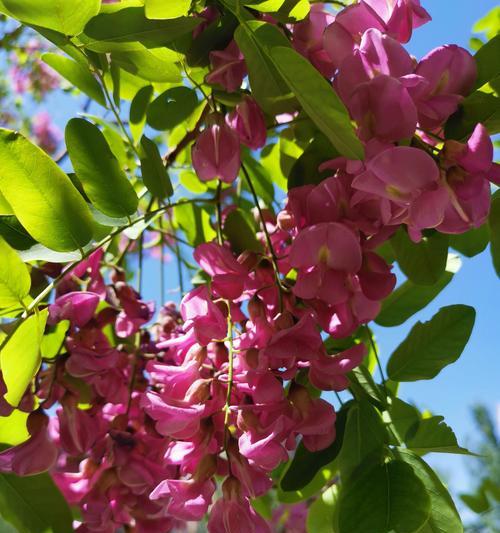 红花刺槐花语（以红花刺槐为纽带）