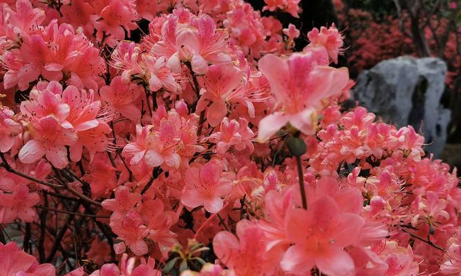 红色杜鹃花的寓意（探寻红色杜鹃花的象征意义）