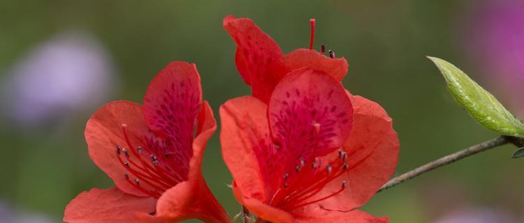 红色杜鹃花的寓意（探寻红色杜鹃花的象征意义）