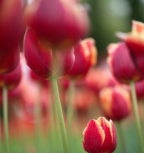 红色郁金香花语（探秘红色郁金香的花语）