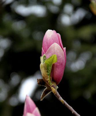 红玉兰花的寓意与象征——永恒的美丽（红玉兰花的寓意）