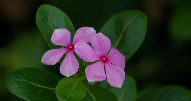 胡杨树之花语与寓意（生命的坚韧和希望之树——胡杨树的花语和寓意）