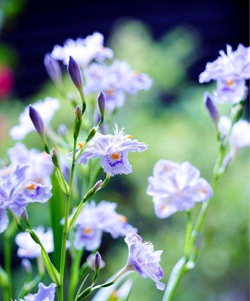 蝴蝶花的花语与寓意（探寻蝴蝶花所传达的深刻含义）