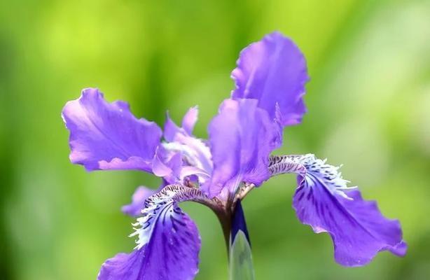 蝴蝶花的花语与寓意（探寻蝴蝶花所传达的深刻含义）