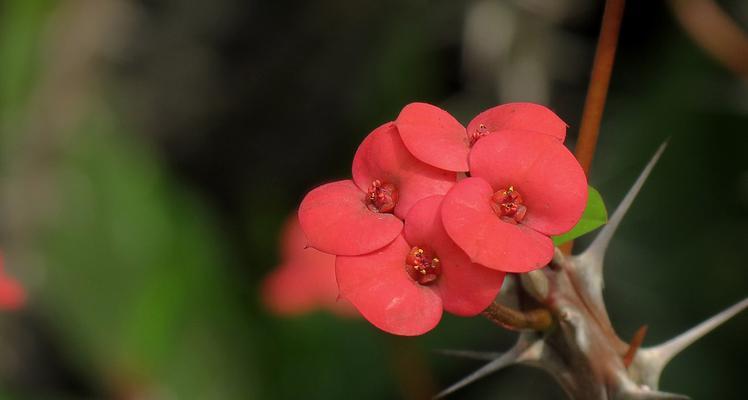 虎刺梅花之美（探寻虎刺梅花的寓意与故事）