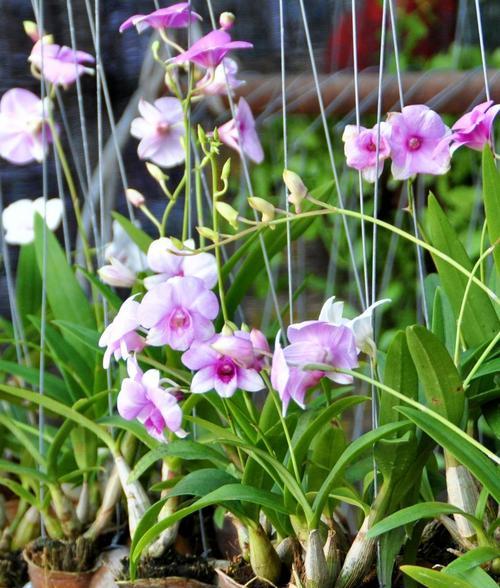 兰花草开花时间的研究（探究兰花草开花的季节和原因）