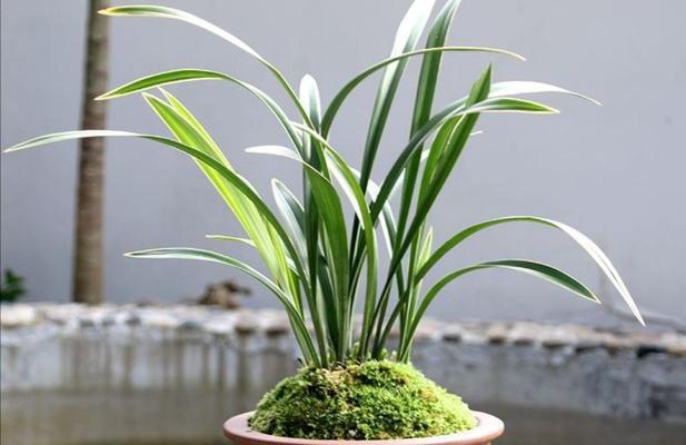 兰花——家居好养的观赏植物（如何在家中养活兰花）