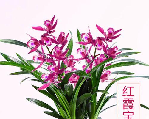 兰花花肥制作与使用（如何制作适合兰花的花肥）