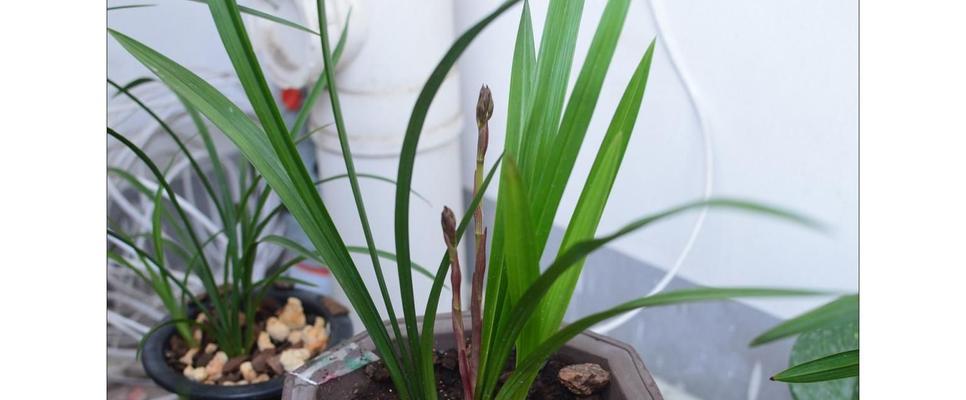 探秘兰花花骨朵的开花周期（兰花开花时间）