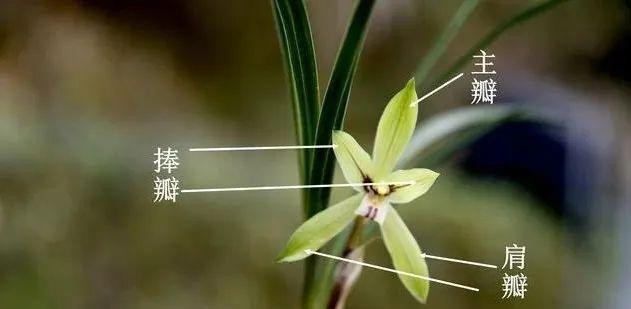 探秘兰花花骨朵的开花周期（兰花开花时间）