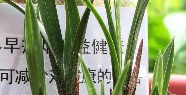 兰花僵苗怎么办？教你轻松恢复健康