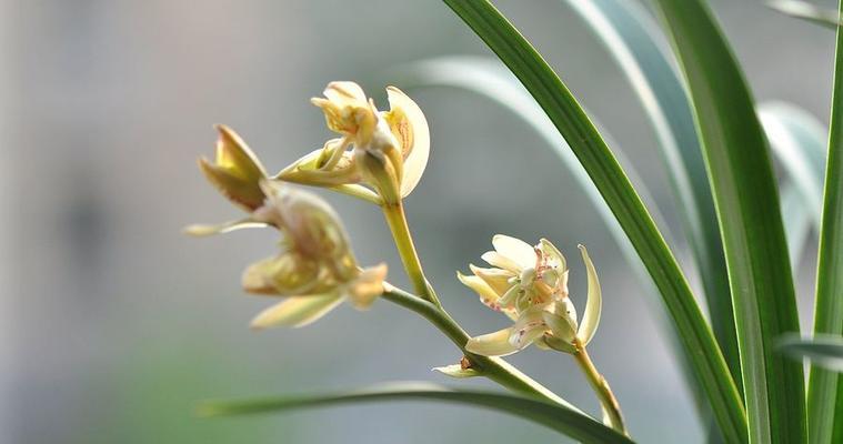 兰花开花预示着什么（解读兰花开花的意义与象征）