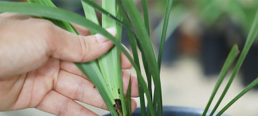 如何避免兰花烂心情况的发生（如何避免兰花烂心情况的发生）