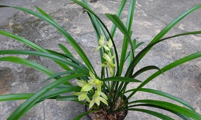 兰花七仙女开花情况的探究（一年开花几次）