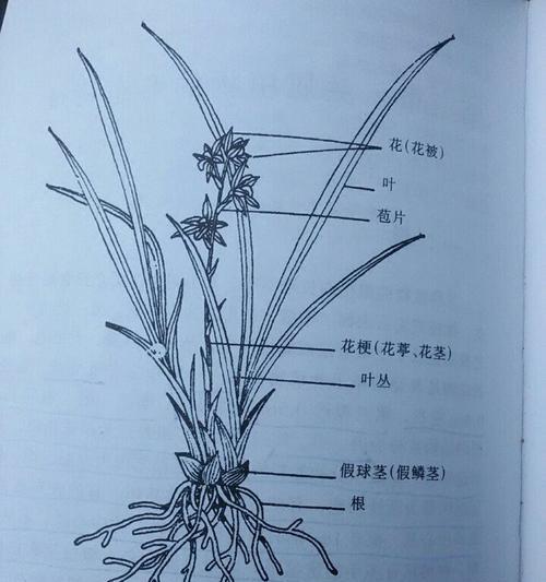 如何正确上盆兰花（盆栽兰花的步骤与注意事项）