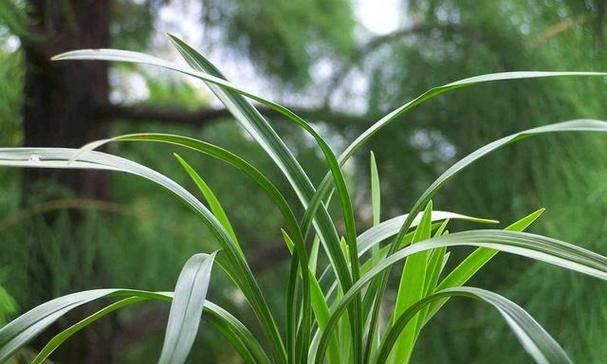 探寻兰花开放的季节（兰花开花月份）