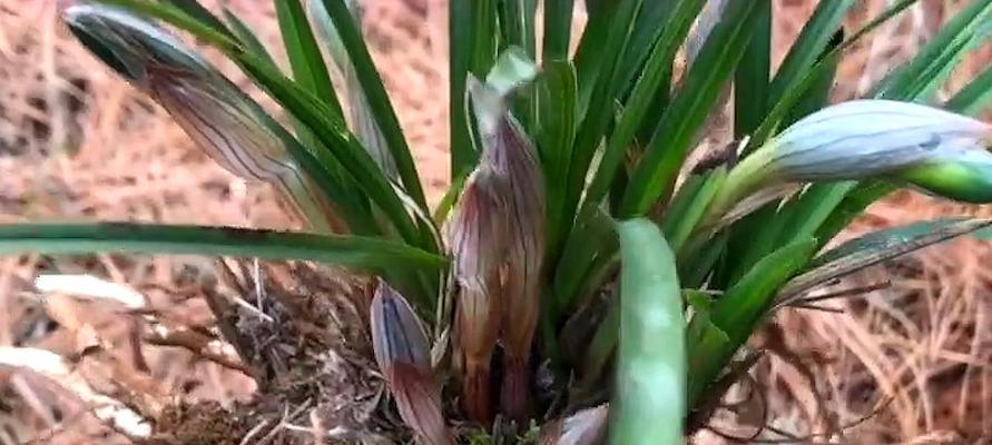 兰花开花时间的探究（从花苞到花期）