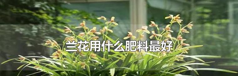 兰花施肥全攻略（用什么肥料最好）