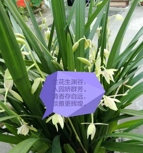 兰花是被子植物吗（探究兰花的分类与特点）