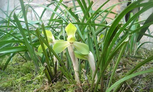 兰花是被子植物吗（探究兰花的分类与特点）