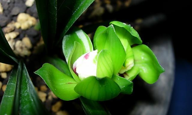 兰花——多年生植物的代表（探究兰花的生命特性与栽培管理）