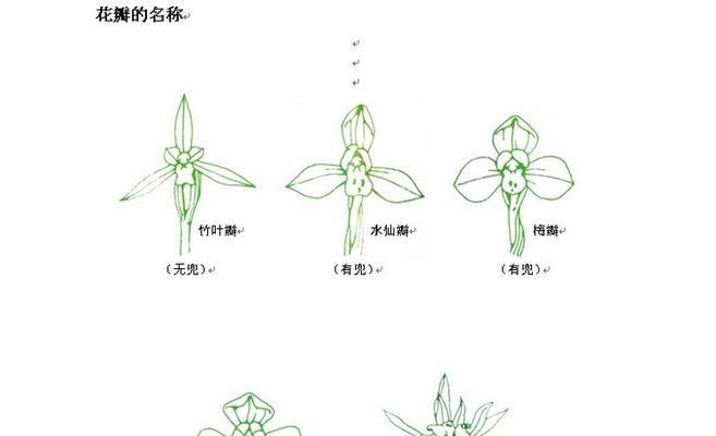 兰花喜阴还是喜阳（探究兰花适宜的生长环境）