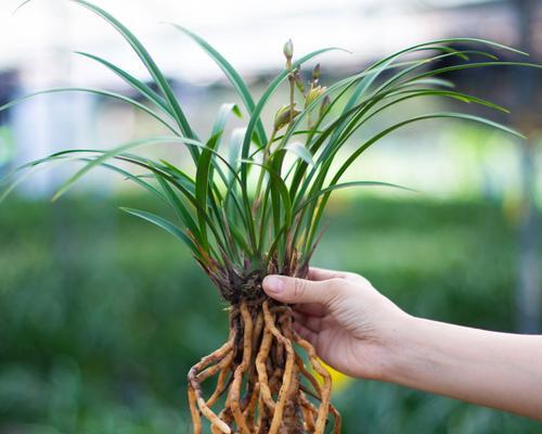 兰花——种子植物之一（探究兰花的种子植物身份）