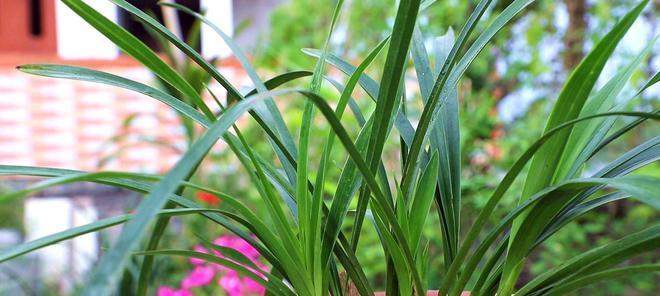 兰花种植条件生长环境要求详解（探究兰花种植的关键条件）