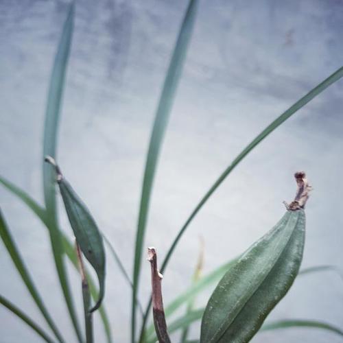 兰花种子发芽时间及技巧（探究兰花种子发芽的方法和时间规律）