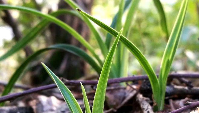 如何种植兰花种子（从选购到种植）