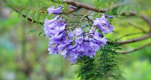 探寻蓝花楹的美丽内涵（探寻蓝花楹的美丽内涵）