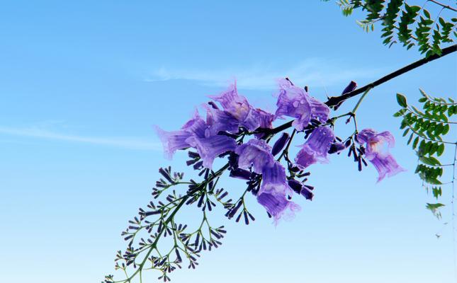 探寻蓝花楹的美丽内涵（探寻蓝花楹的美丽内涵）