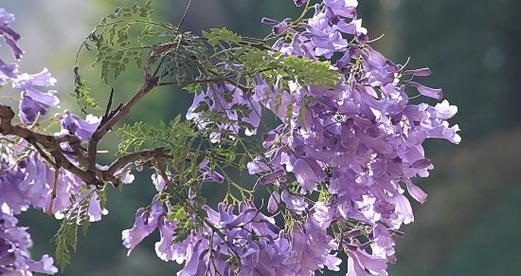 蓝花楹开花时间及特点（了解蓝花楹开花周期）