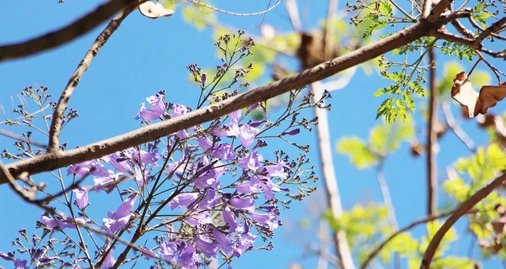 蓝花楹的花期和开花时间（探寻蓝花楹的美丽时节）