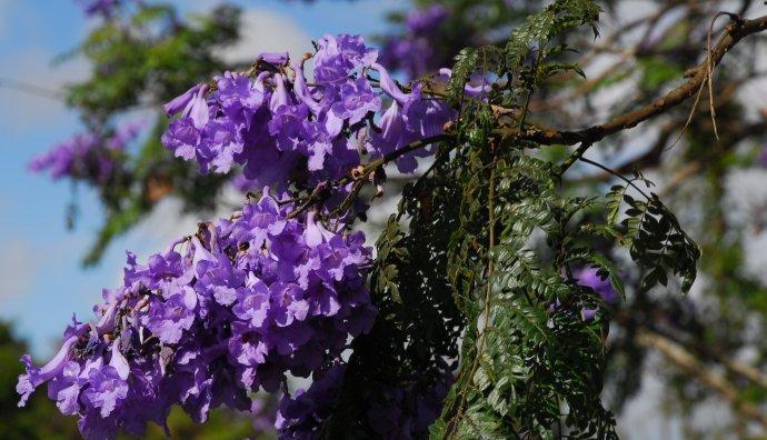 蓝花楹的花期和开花时间（探寻蓝花楹的美丽时节）