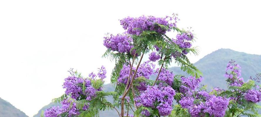 蓝花楹的生长环境及特点（探究蓝花楹成长的必要条件）