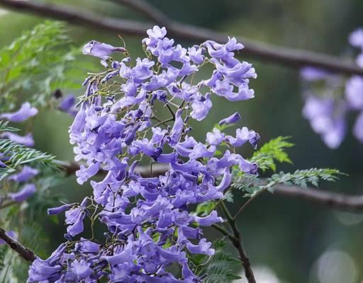 蓝花楹的生长环境及特点（探究蓝花楹成长的必要条件）