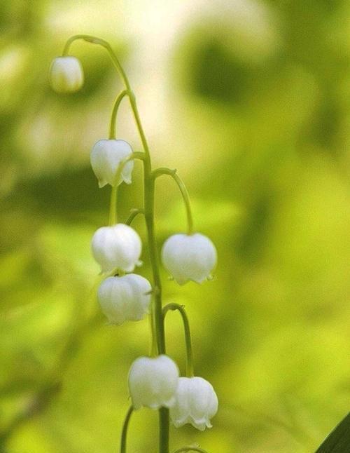 寓意深远的蓝铃花花语（探寻蓝铃花的花语和文化内涵）