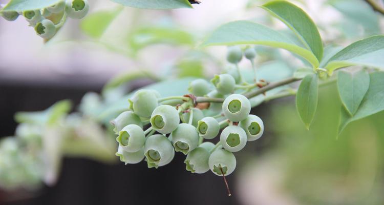 蓝莓的开花结果时间（探讨蓝莓的生长周期及影响因素）