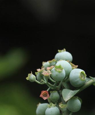 盆栽蓝莓开花结果的全程指南（从适宜时间到注意事项）