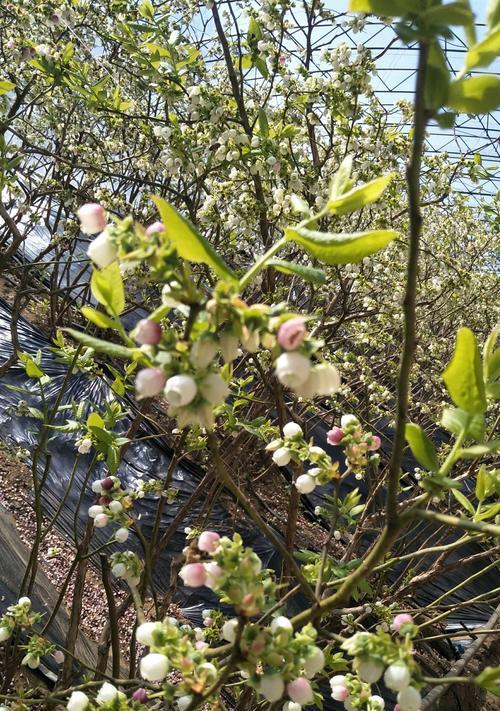 蓝莓开花结果时间及栽培要点（了解蓝莓的生长特性）