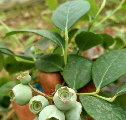 蓝莓开花结果时间及栽培要点（了解蓝莓的生长特性）