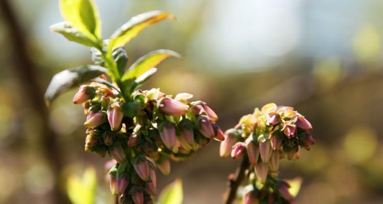 盼望蓝莓开花的那一天（探寻蓝莓开花的美丽世界）